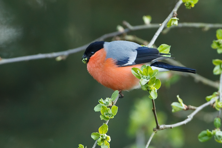 Pyrrhula pyrrhula Bullfinch Goudvink